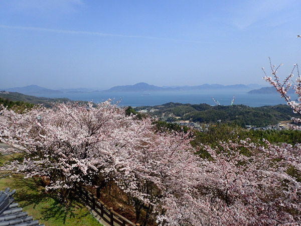 海山城展望台からの眺めと桜